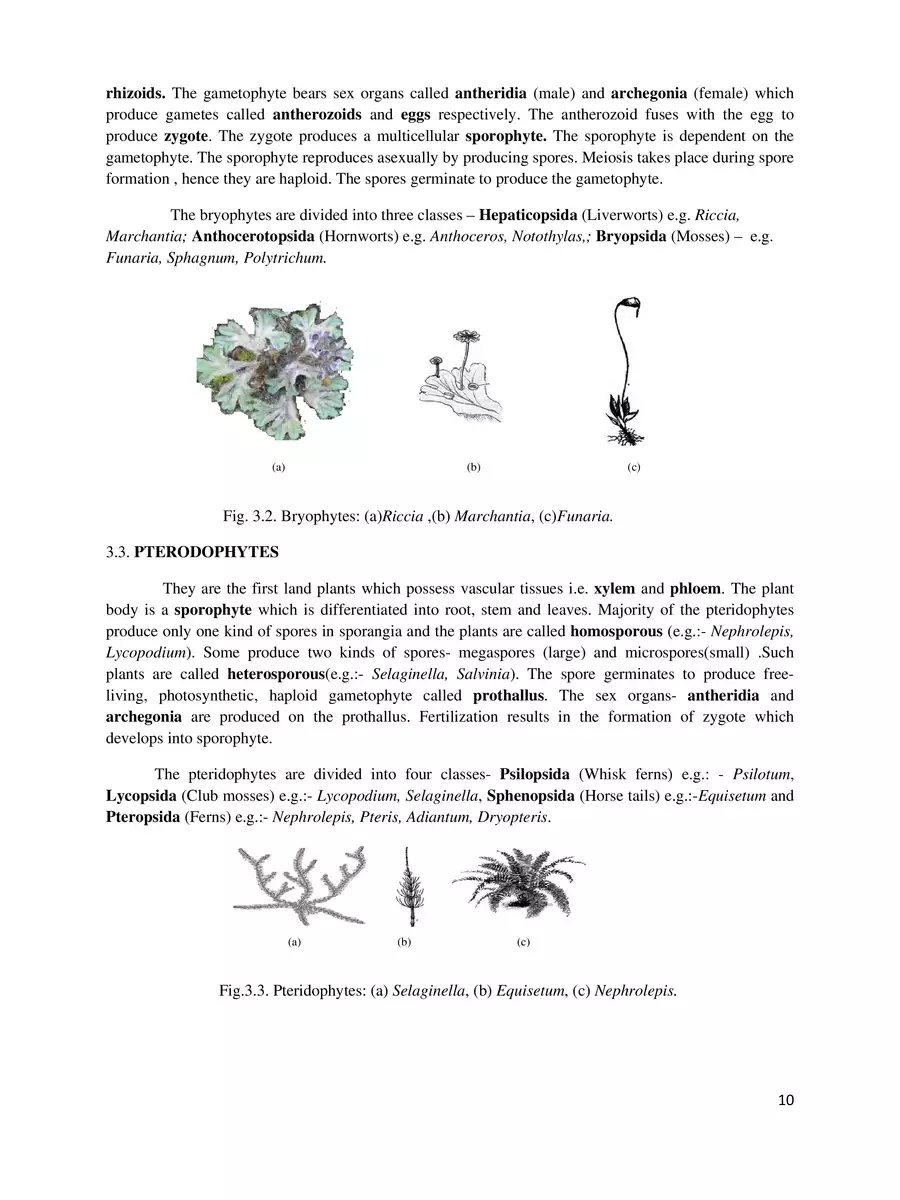 2nd Page of Plant Kingdom NERT PDF
